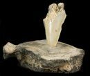 Megalodon Tooth Mounted In Fossil Whale Vertebrae #40299-1